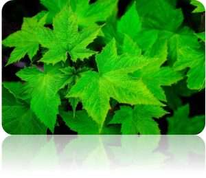 Endo- und Exotherm - Schulchemie 8. Klasse 1